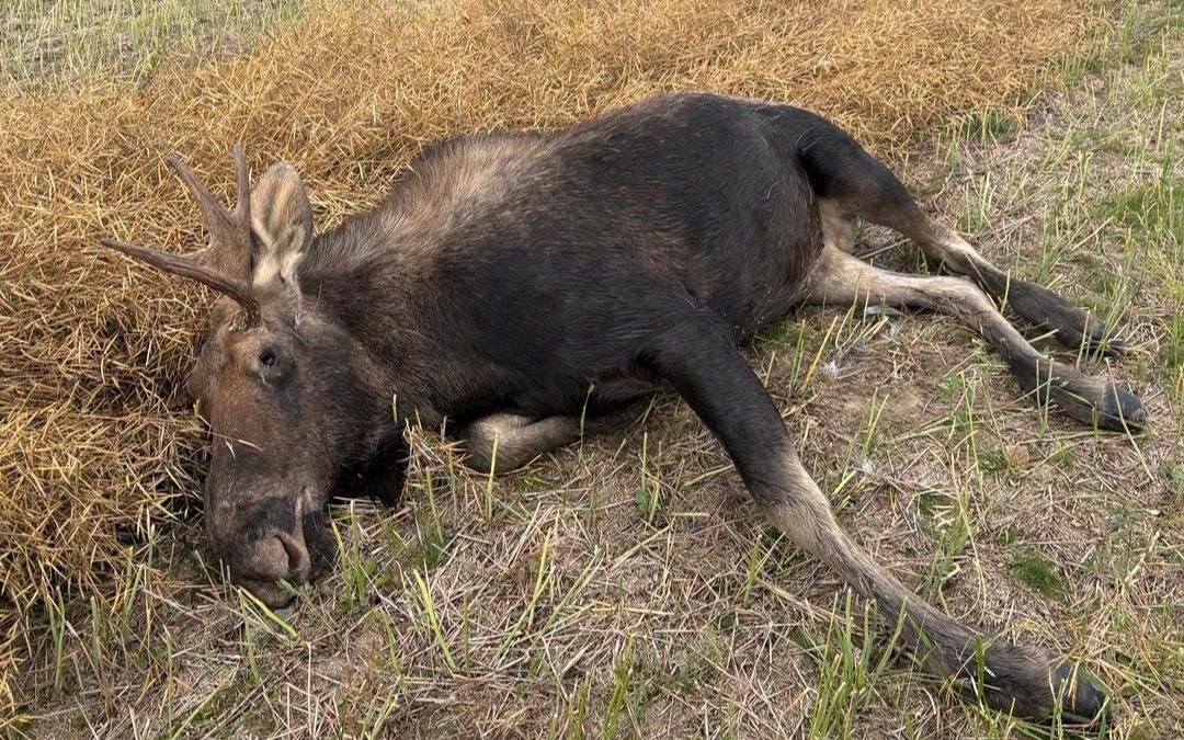 Moose shot and left to waste north of the Battlefords