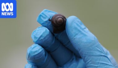 Critically endangered Darling River snails discovered at Walgett weir