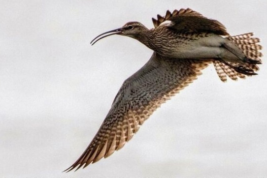 A large brown bird with a long beak and a grey underbelly flying.