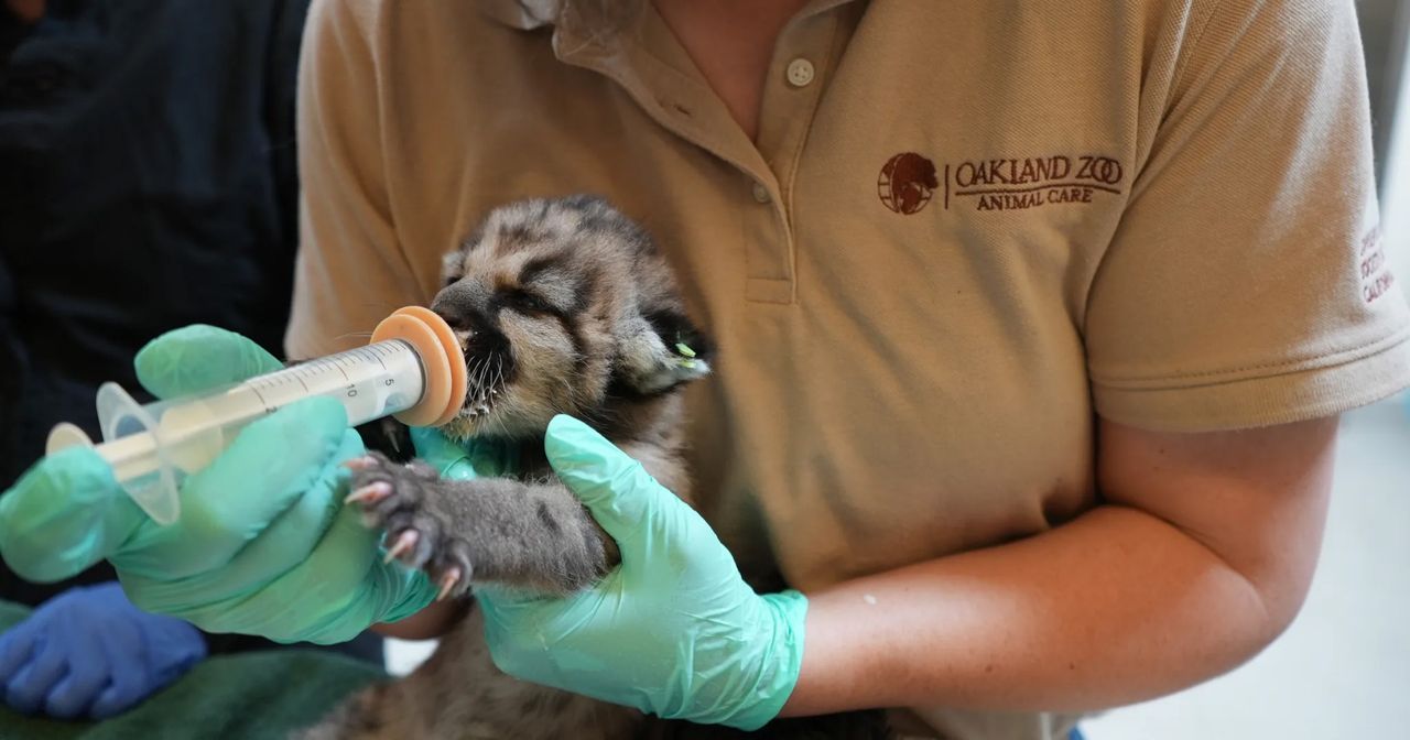 Crimson as a cub being bottle fedCredit: Oakland Zoo