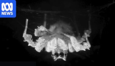 Scientists video REM-like sleep in Australian jumping spider species