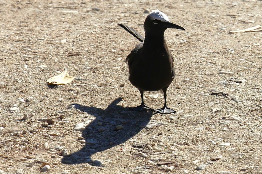 A small black bird with a white patch on the back of its head, standing on sand.
