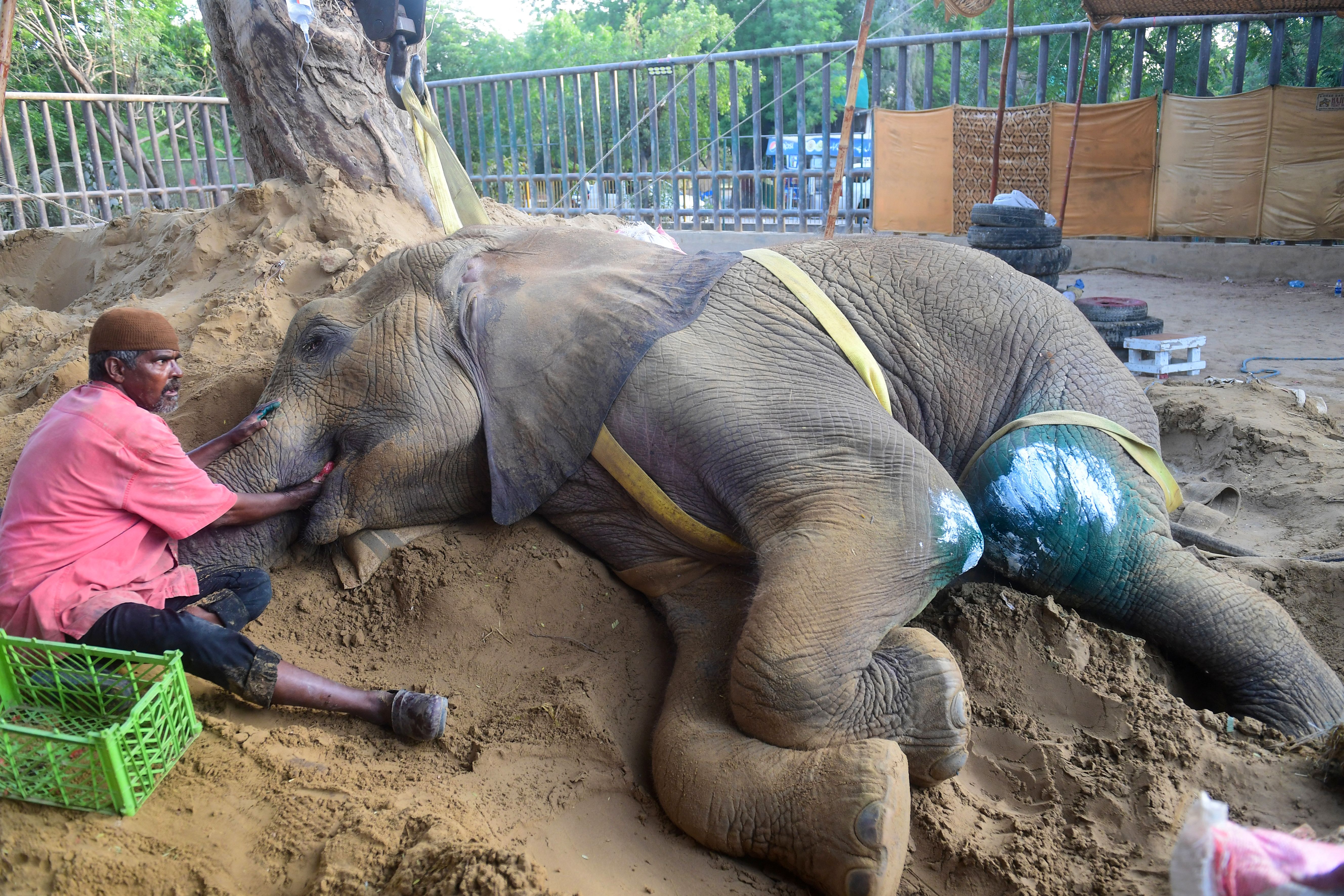 A mahout feeds elephant Noor Jehan at the Karachi Zoo in Karachi on April 14, 2023. International vets "nearly lost" a 17-year-old elephant in Pakistan after knocking her out to perform diagnostic tests, but they now hope to treat multiple issues that have left her crippled for months. (Photo by Asif HASSAN / AFP)