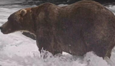 Gentle giant Backpack wins Alaska’s Fat Bear Week | Wildlife News