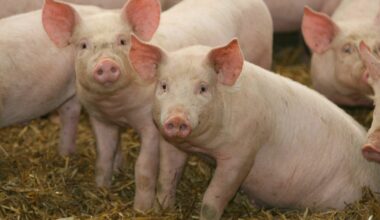 Scientists Just Revived Pig Kidneys Frozen for a Year. It Could Rewrite the Future of Organ Transplants