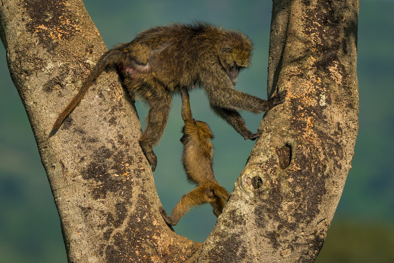 Nikon Comedy Wildlife 2026 Finalists