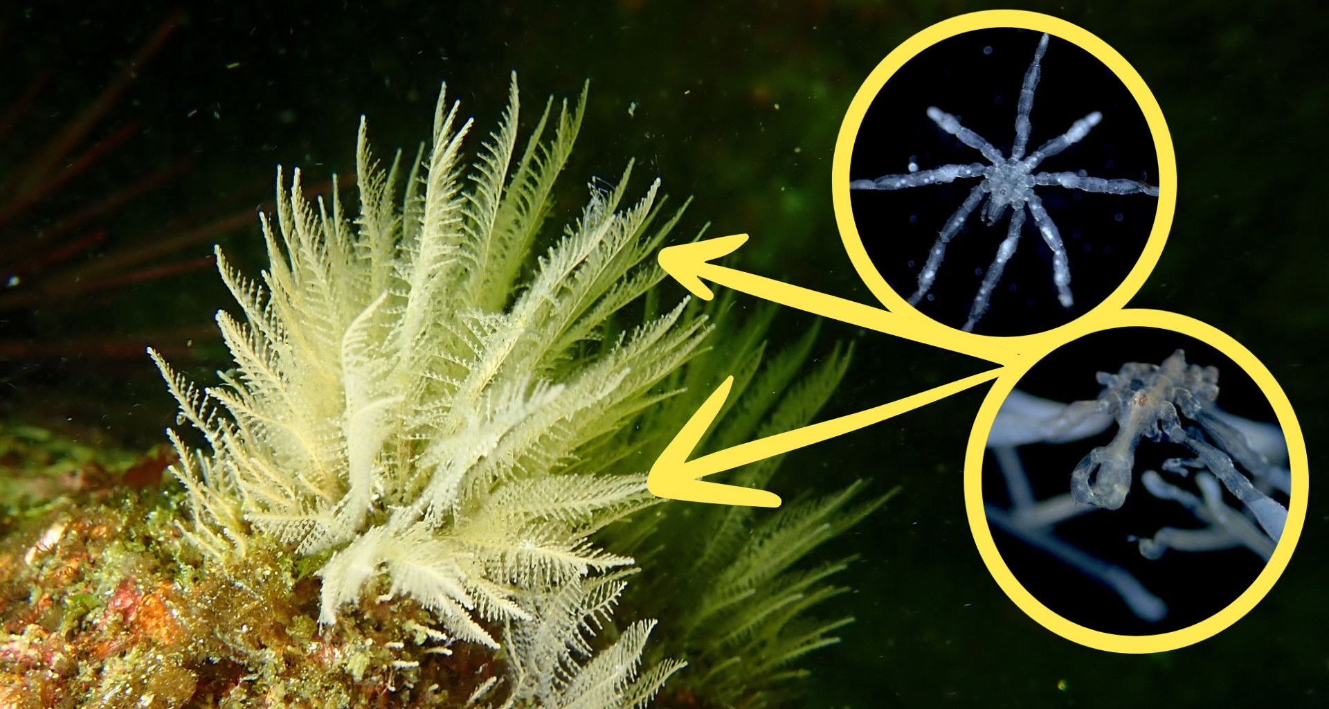 Sea spider discovery brings the creepy crawlies to B.C.