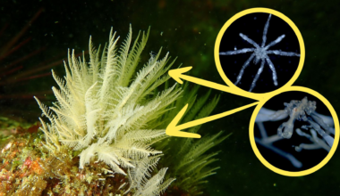 Sea spider discovery brings the creepy crawlies to B.C.