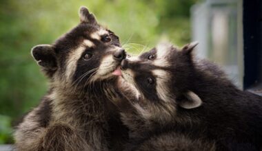 Vancouver Island photographers win 2nd, 3rd place in SPCA photo contest