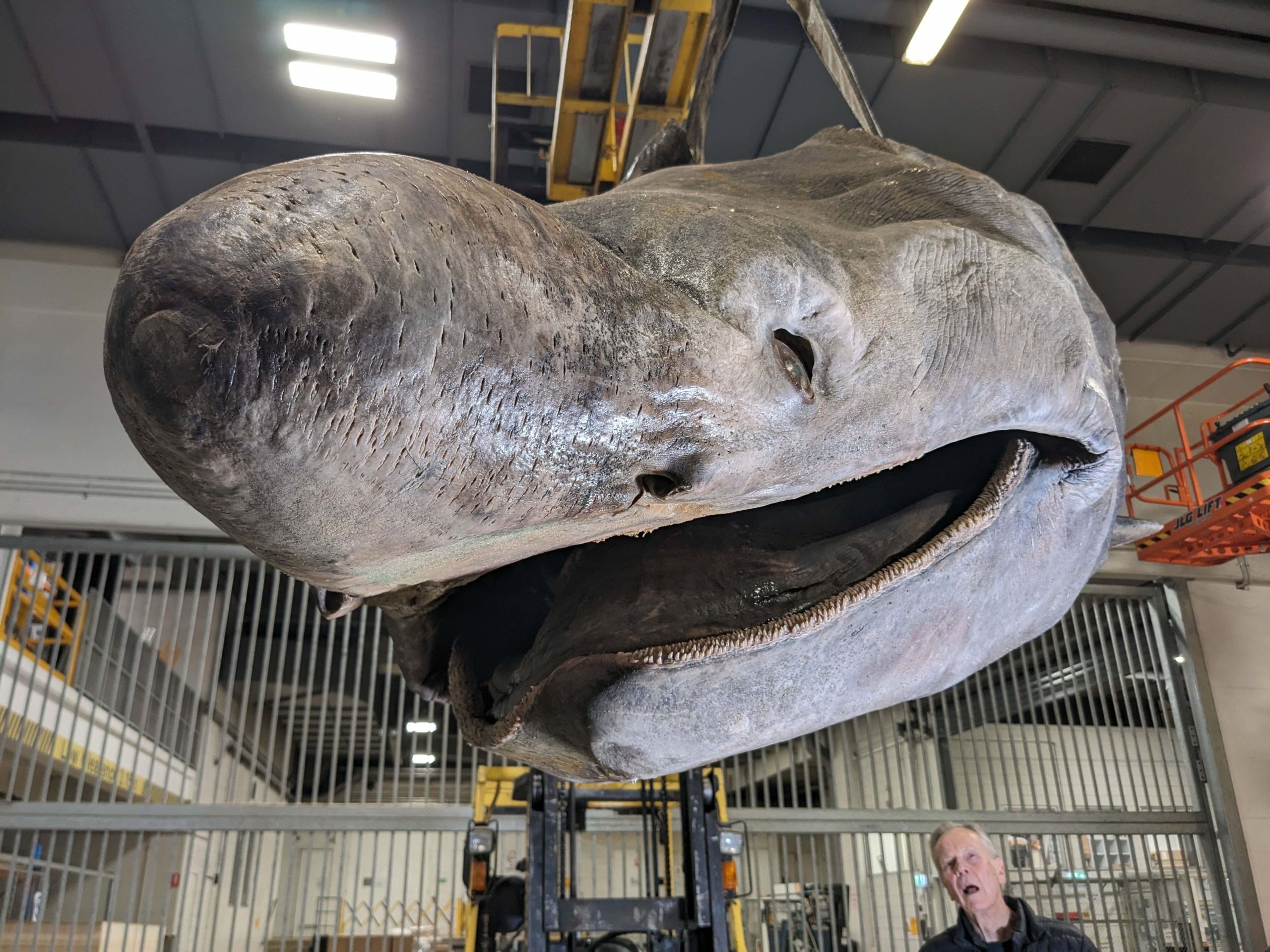 Basking shark head