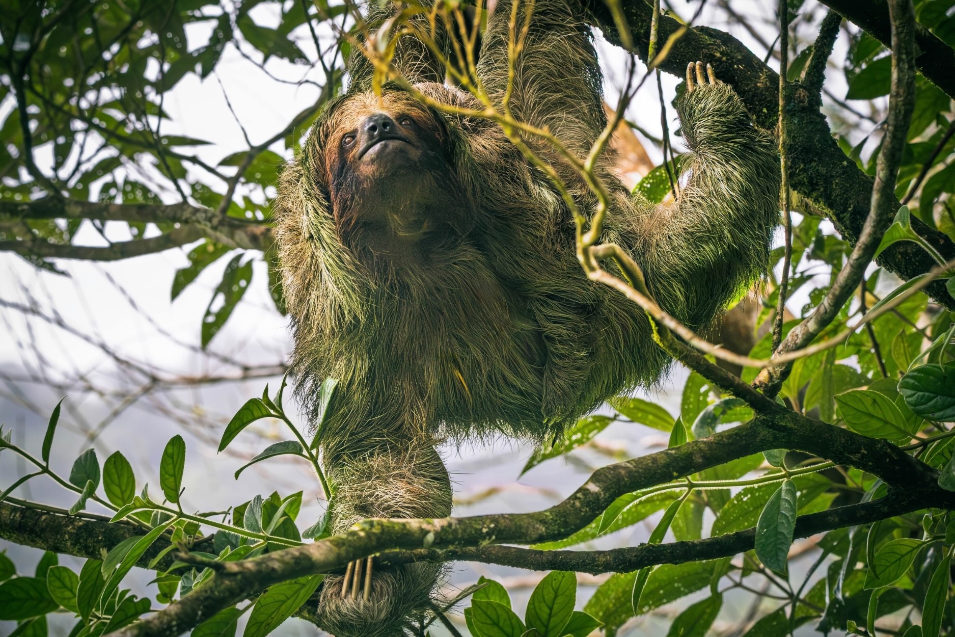Brown-throated sloth
