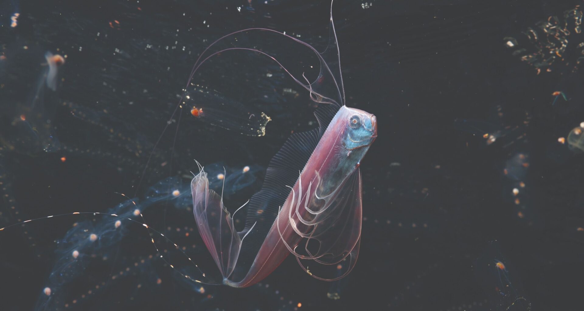 On a dark March night off the coast of Japan, a ghostly ribbonfish trailing gossamer filaments rises through a swarm of salps. Photographer Mitsuna Kawai was there to capture it – and her camera choice was inspired
