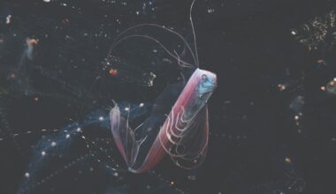 On a dark March night off the coast of Japan, a ghostly ribbonfish trailing gossamer filaments rises through a swarm of salps. Photographer Mitsuna Kawai was there to capture it – and her camera choice was inspired