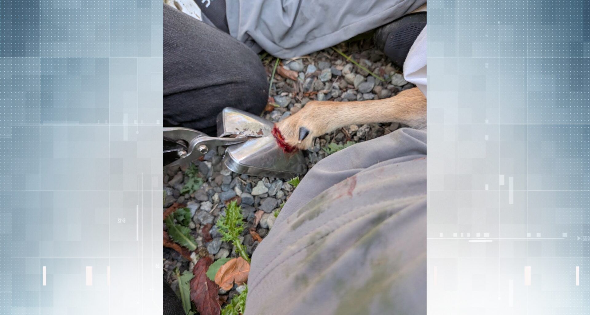 Fawn rescued in Courtenay after spending nearly 2 months with car mirror stuck on its leg