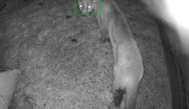 Cougar suspected in 36 livestock killings on Vancouver Island