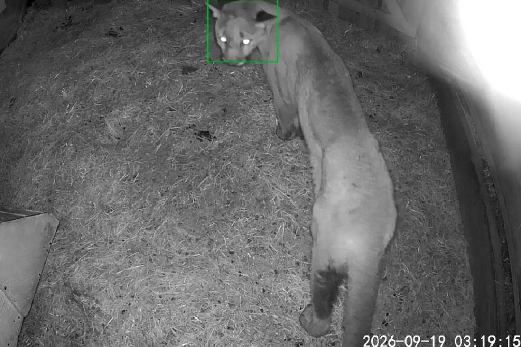 Cougar suspected in 36 livestock killings on Vancouver Island