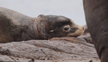 The B.C. sea lion rescuers never gave up on is finally free - CTV News