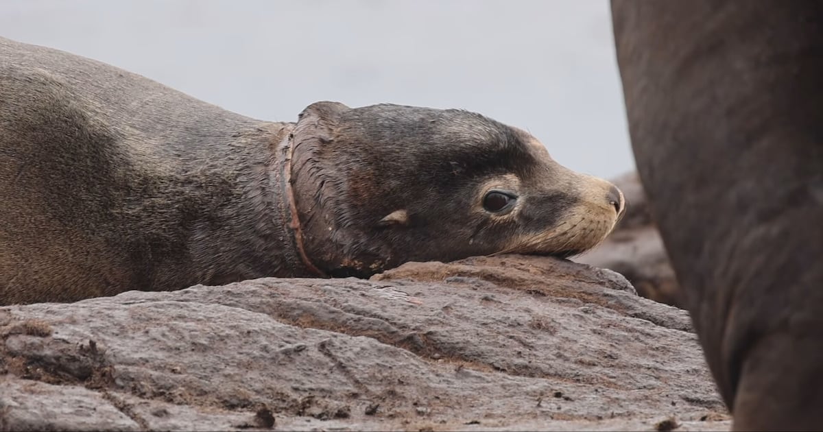 The B.C. sea lion rescuers never gave up on is finally free - CTV News