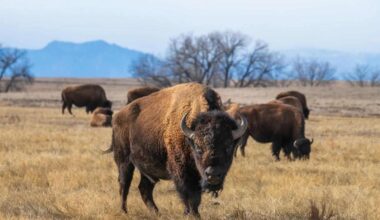 300 Bison Were Released In Oklahoma In 1993, And Now More Than 2,000 Roam The Prairie
