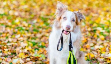 LETTER: So your dog is friendly? Control it anyway – it’s the law in Surrey