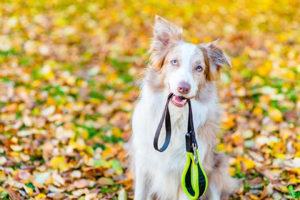 LETTER: So your dog is friendly? Control it anyway – it’s the law in Surrey