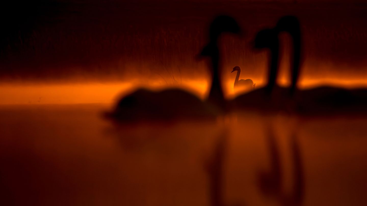 18-year-old photographer uses decade-old DSLR to shoot mystical bird image that wins one of Europe's most prestigious wildlife photography awards