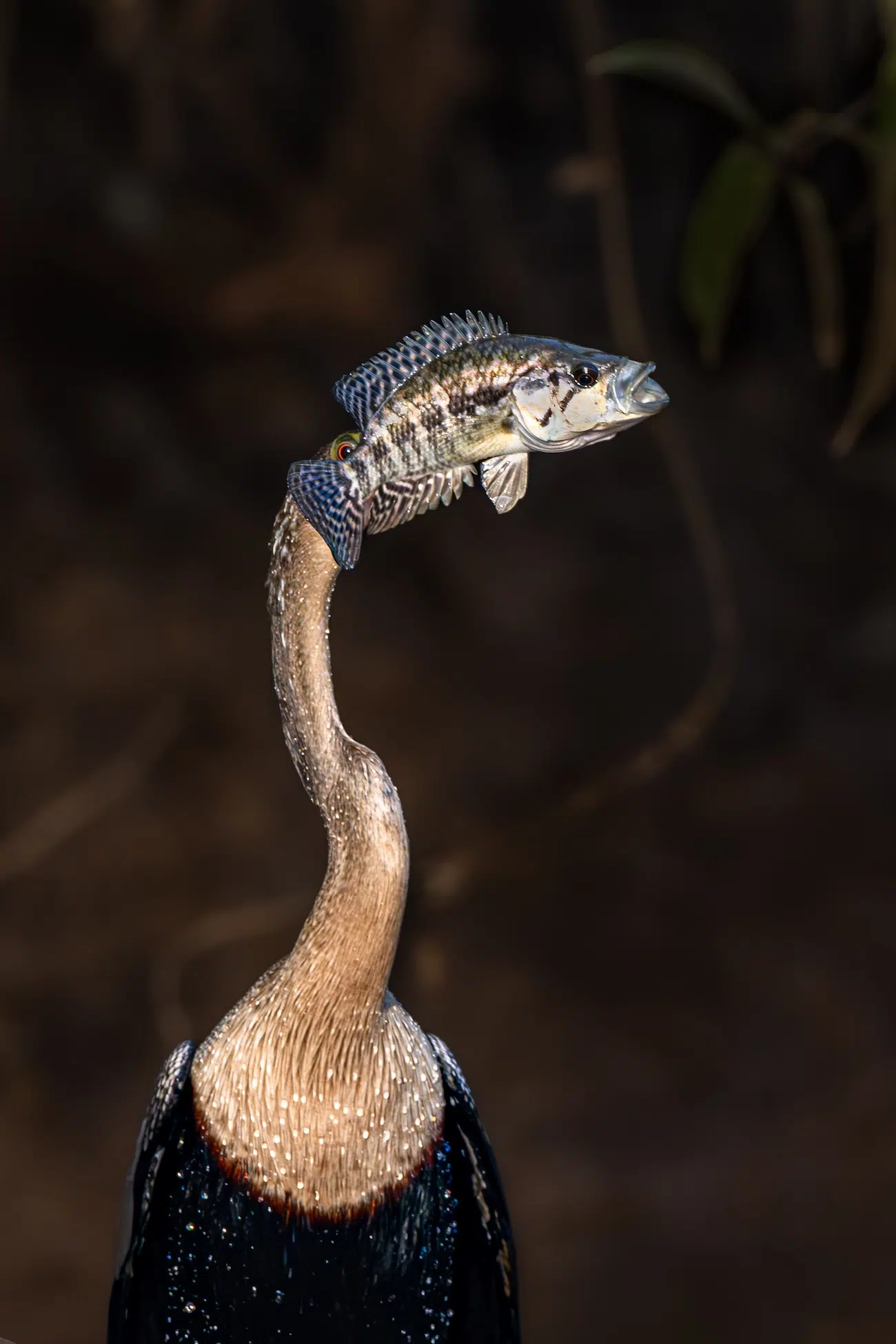 Nikon Comedy Wildlife 2026 Finalists