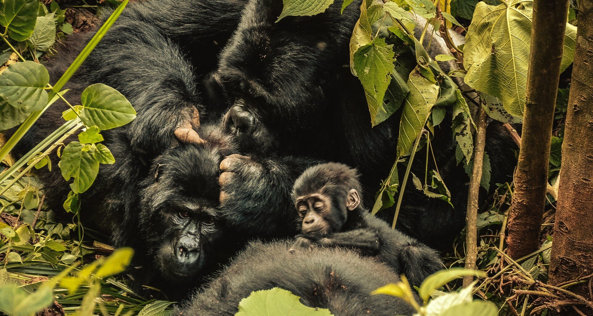 ‘Nature can recover’: Inside the race to rescue world’s crisis-hit wildlife | Wildlife News
