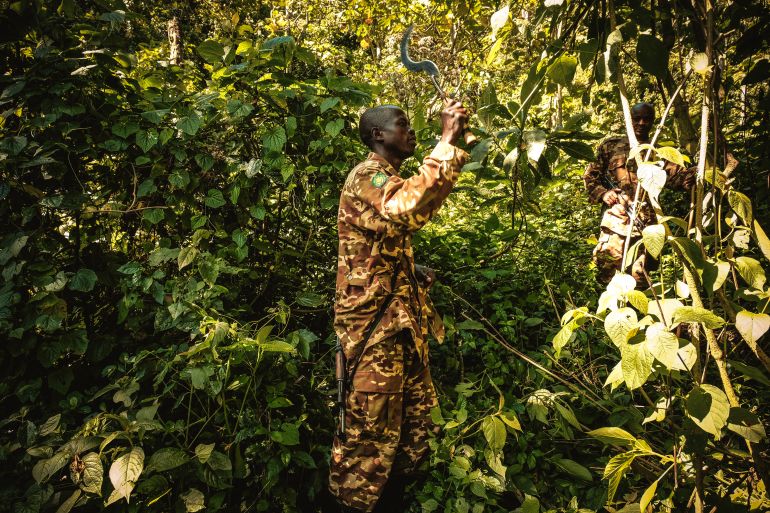 A ranger works at Bwindi Impenetrable National Park in the mountains of southwest Uganda in September 2018. The park is home to many of the world’s remaining mountain gorillas, who feed on roots, leaves and fruit from the park