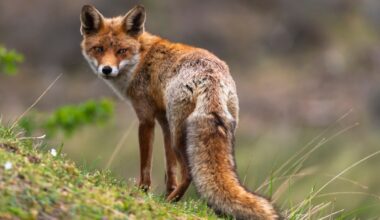 Fox Begs for Treats on New Mexico Golf Course (Video)
