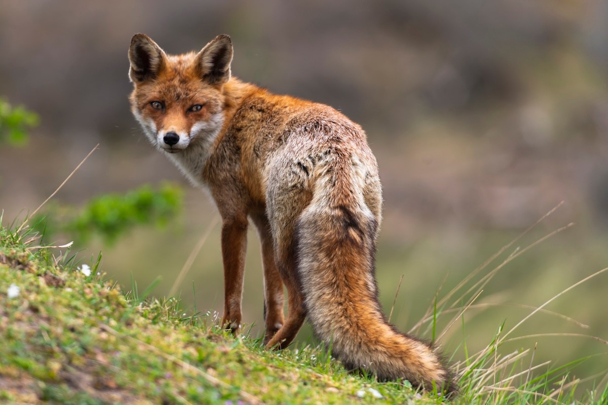 Fox Begs for Treats on New Mexico Golf Course (Video)