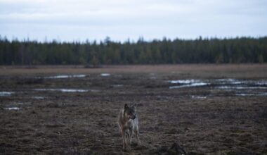 Wolves are roaming Finnish streets after Google cut down 1,300 acres of trees to build a data center