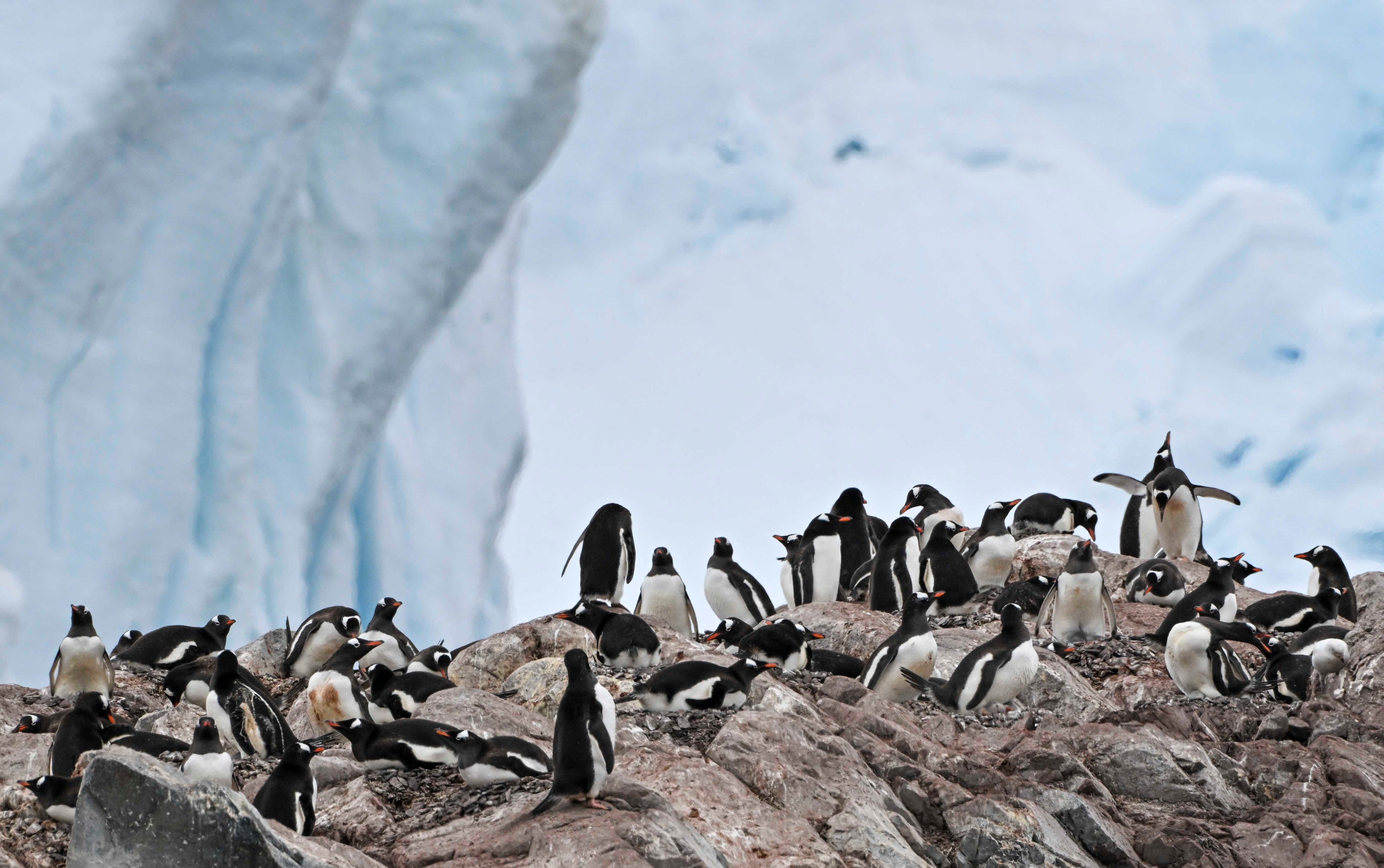 Penguins live almost entirely in the Southern Hemisphere. Pictured: Gentoo penguins at the Paradise Bay in the Gerlache Strait - which separates the Palmer Archipelago from the Antarctic Peninsula, in January 2024