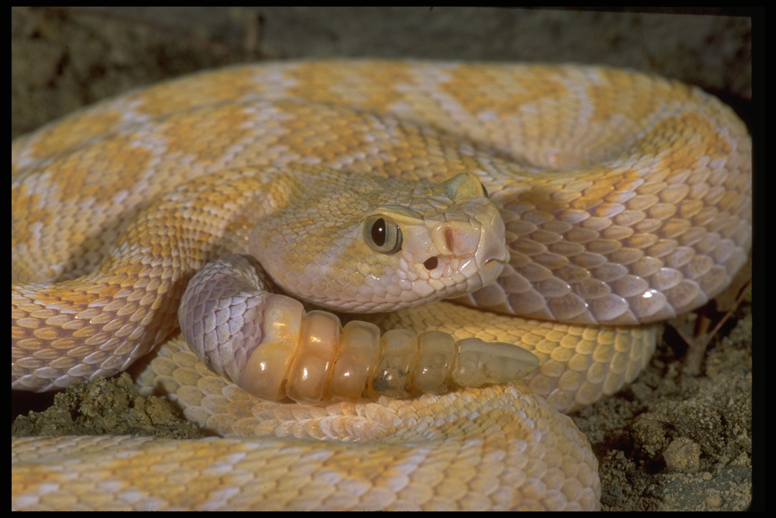 Albino Western Diamondback Rattlesnake