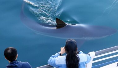 A city in South Korea seeks new ways to free a huge grey shark after it slips back into canal - CTV News