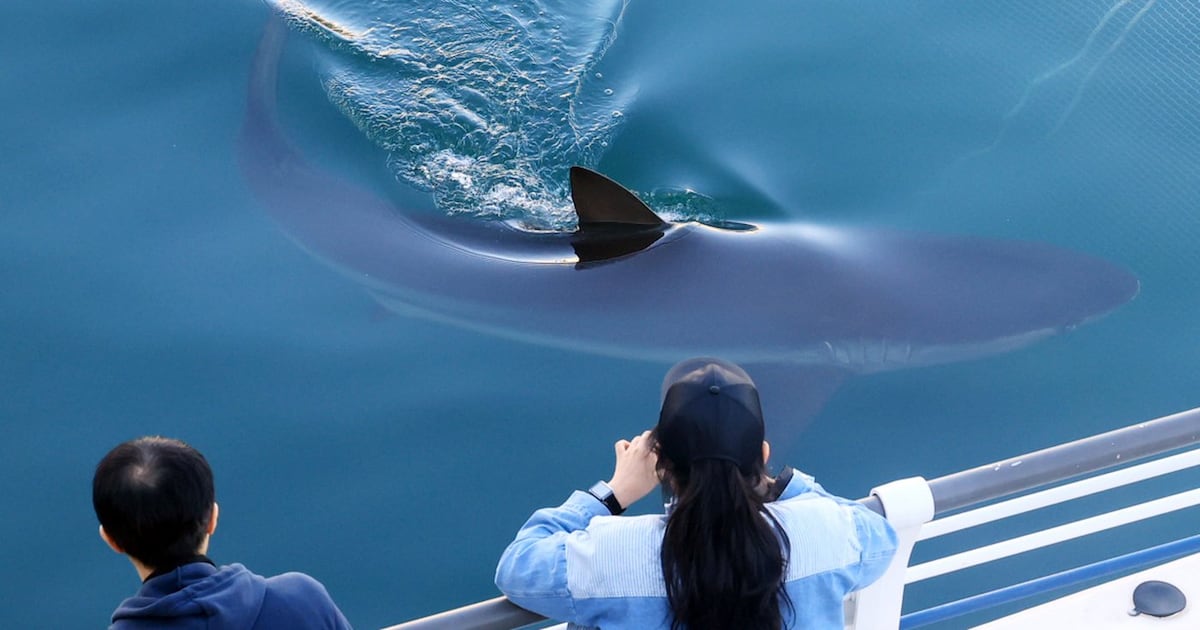 A city in South Korea seeks new ways to free a huge grey shark after it slips back into canal - CTV News