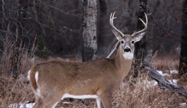 Northern Alberta town to host presentation from wildlife disease expert