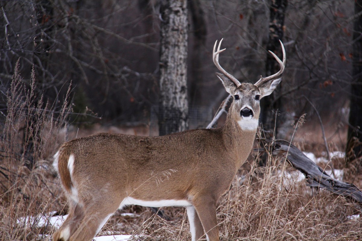 Northern Alberta town to host presentation from wildlife disease expert