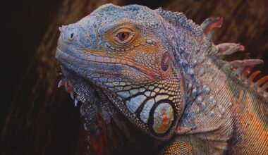 close up of an iguana