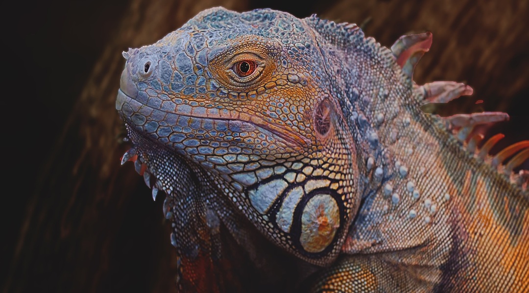 close up of an iguana