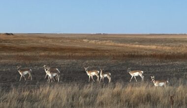 Wildlife collisions remain a concern on Saskatchewan roads - DiscoverWeyburn.com