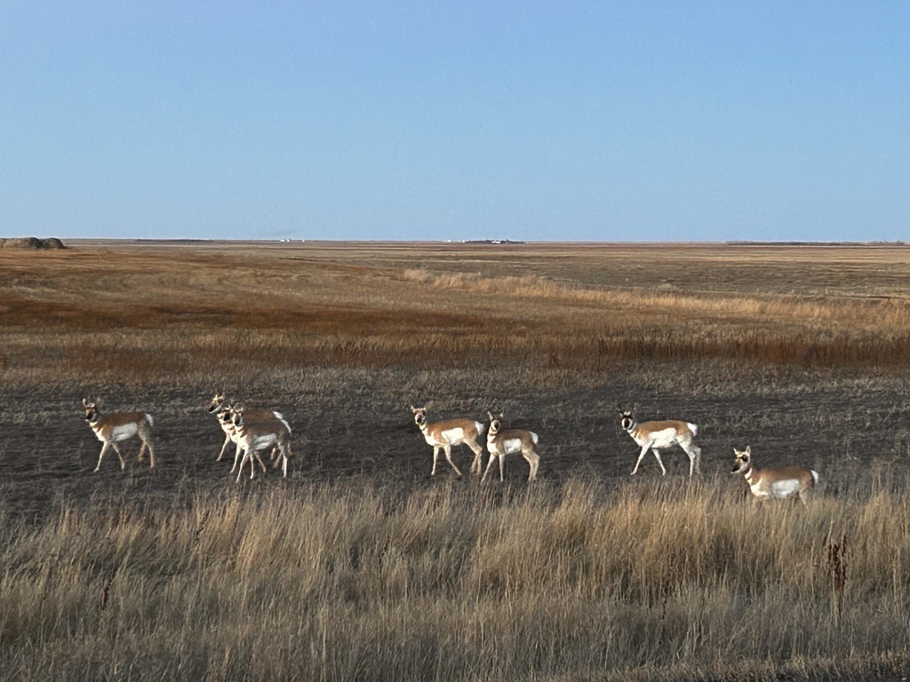 Wildlife collisions remain a concern on Saskatchewan roads - DiscoverWeyburn.com