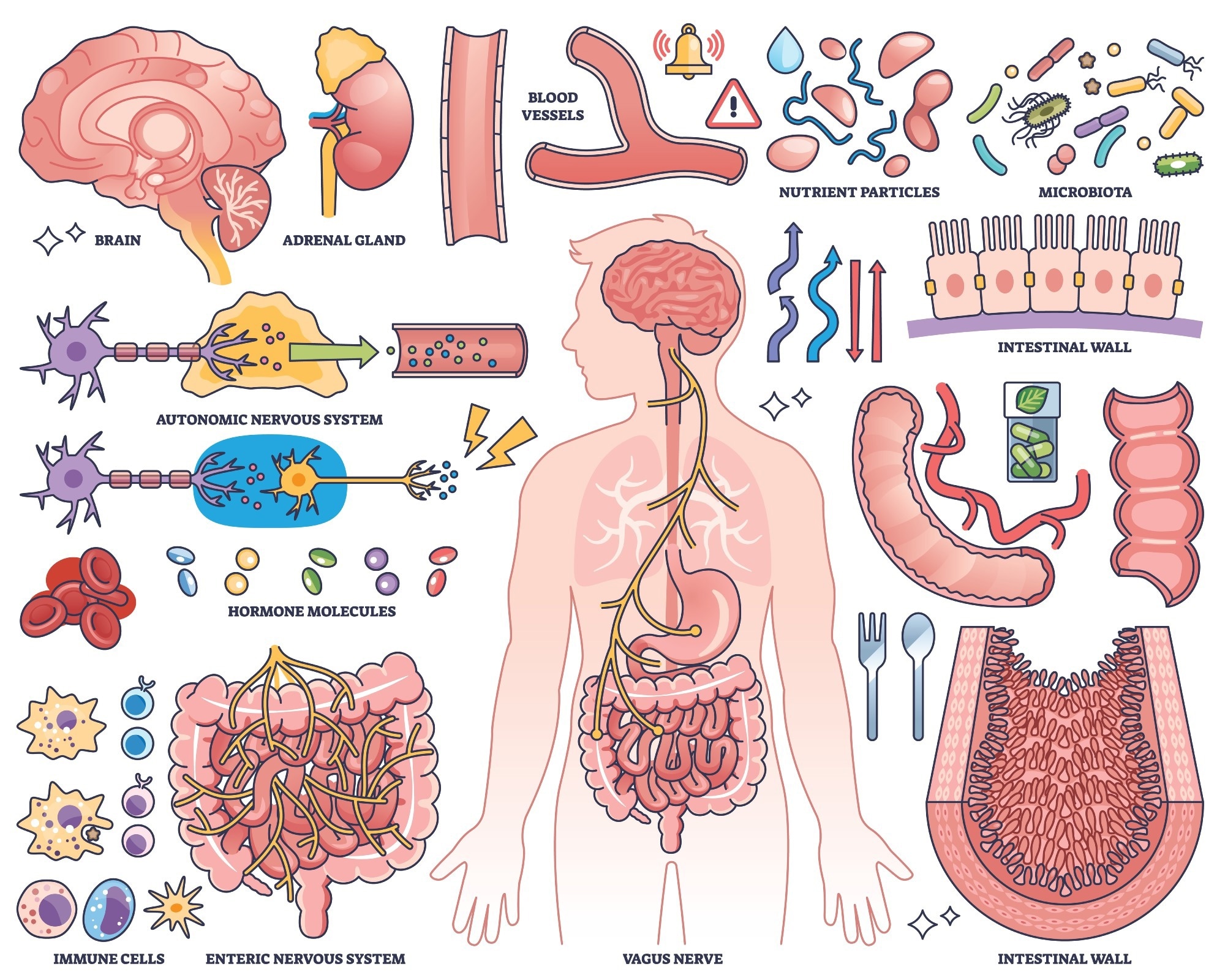 Anatomy graphic showing shared features of tissues with microbiome.