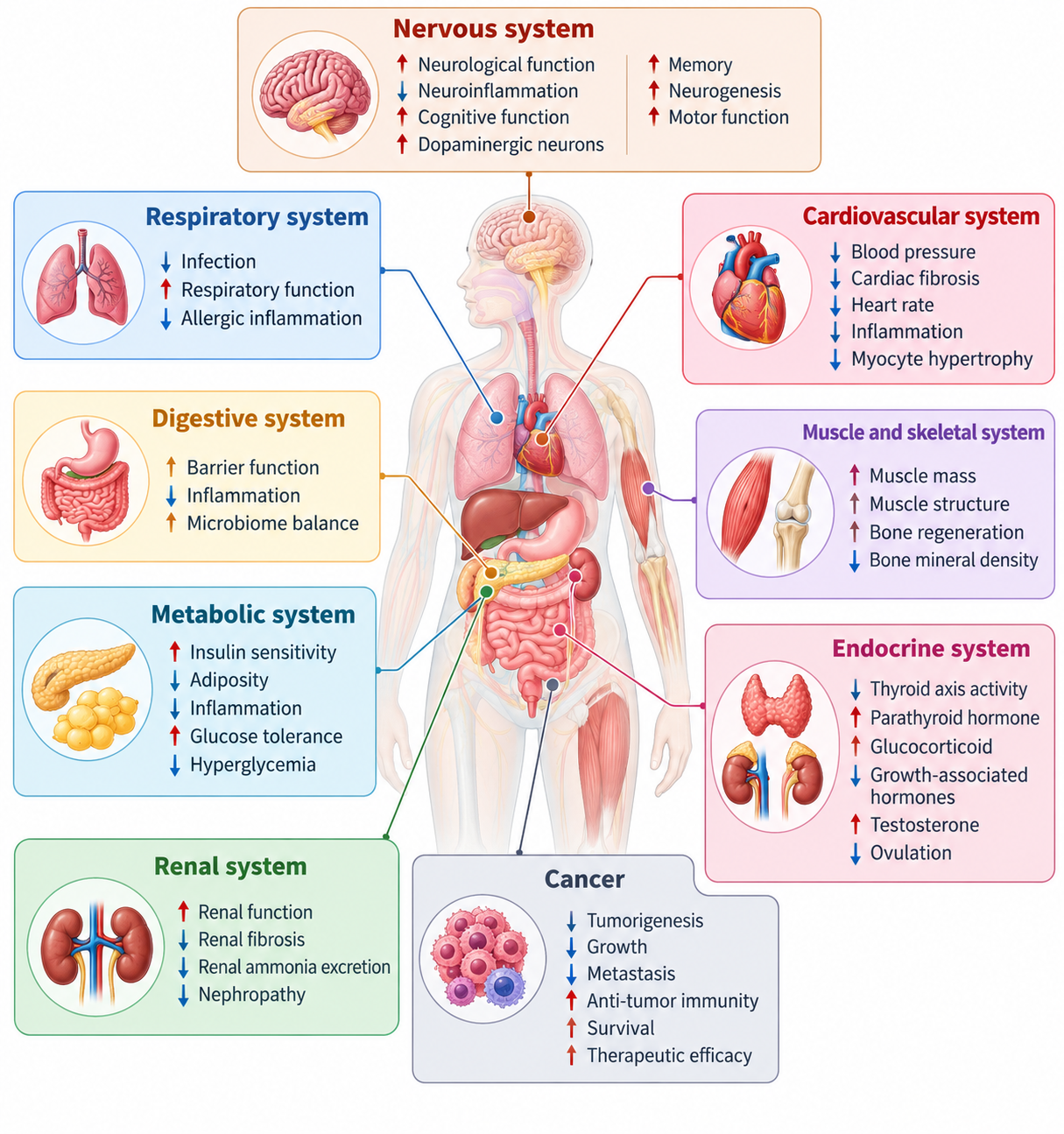 Functionality of dietary interventions on human tissues under health and diverse disease states. Dietary interventions exert beneficial effects across varying aspects, including nervous system, cardiovascular system, respiratory system, metabolic system, renal system, endocrine system, and digestive system as well as cancer.4
