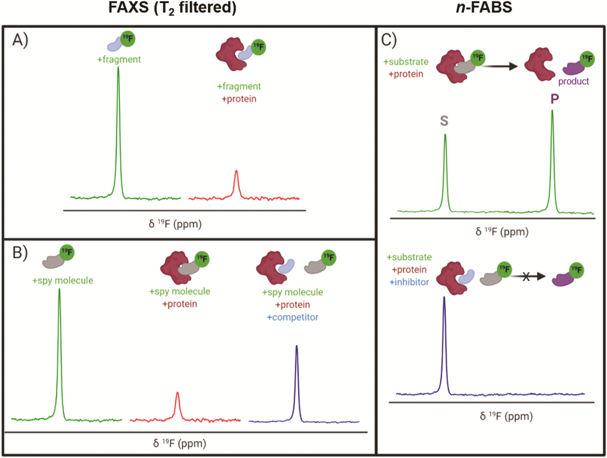 Fluorine-19 NMR approaches to drug discovery. (A) Fragment binding changes the fluorine NMR signal. (B) Competitive binding restores the signal of a displaced fluorinated reporter molecule. (C) Functional n-FABS assays distinguish substrate and product signals, allowing enzyme activity and its inhibition to be measured. Image cred: Buchholz and Pomerantz (2021). Diagram comparing fluorine NMR binding assays with enzyme activity measurements, showing how inhibitors prevent substrate conversion into product.