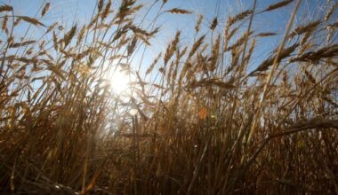 Canadian farmers confront damage after wet harvest