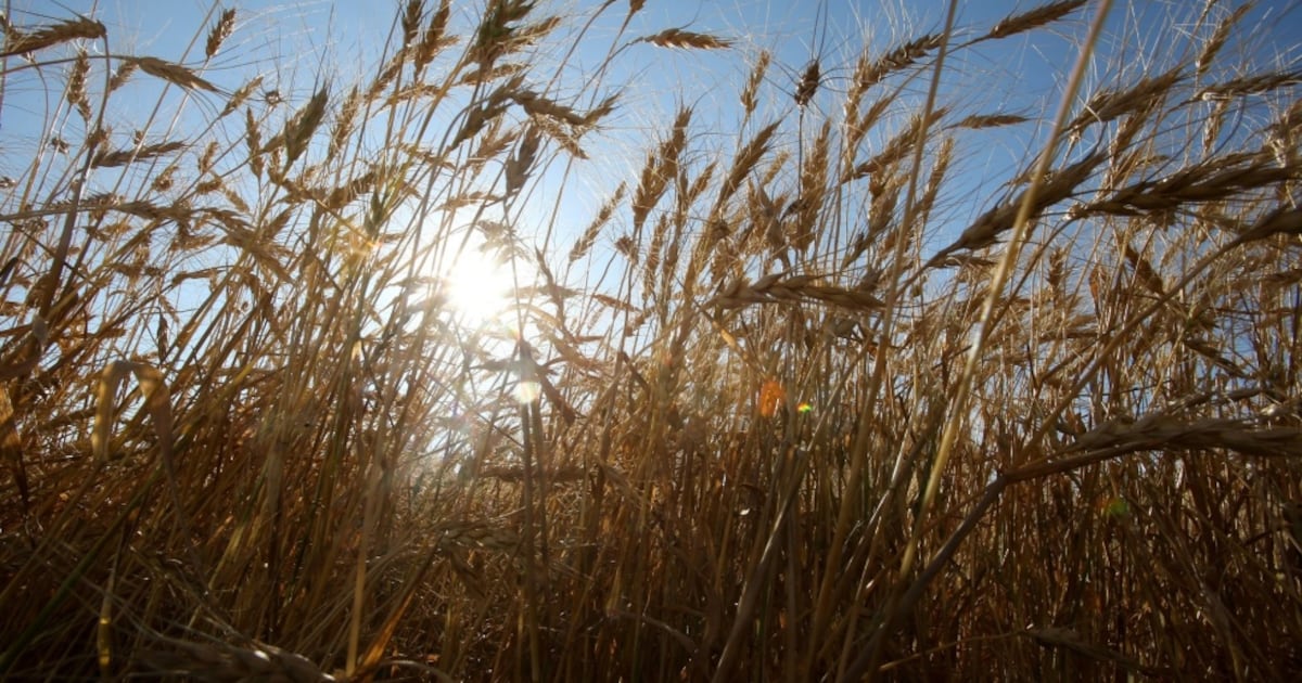 Canadian farmers confront damage after wet harvest