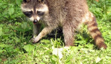 WECHU warns public to keep distance from wildlife amid rise in exposures – AM 800 CKLW