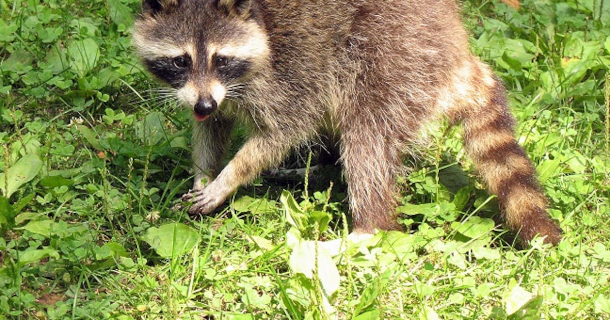 WECHU warns public to keep distance from wildlife amid rise in exposures – AM 800 CKLW