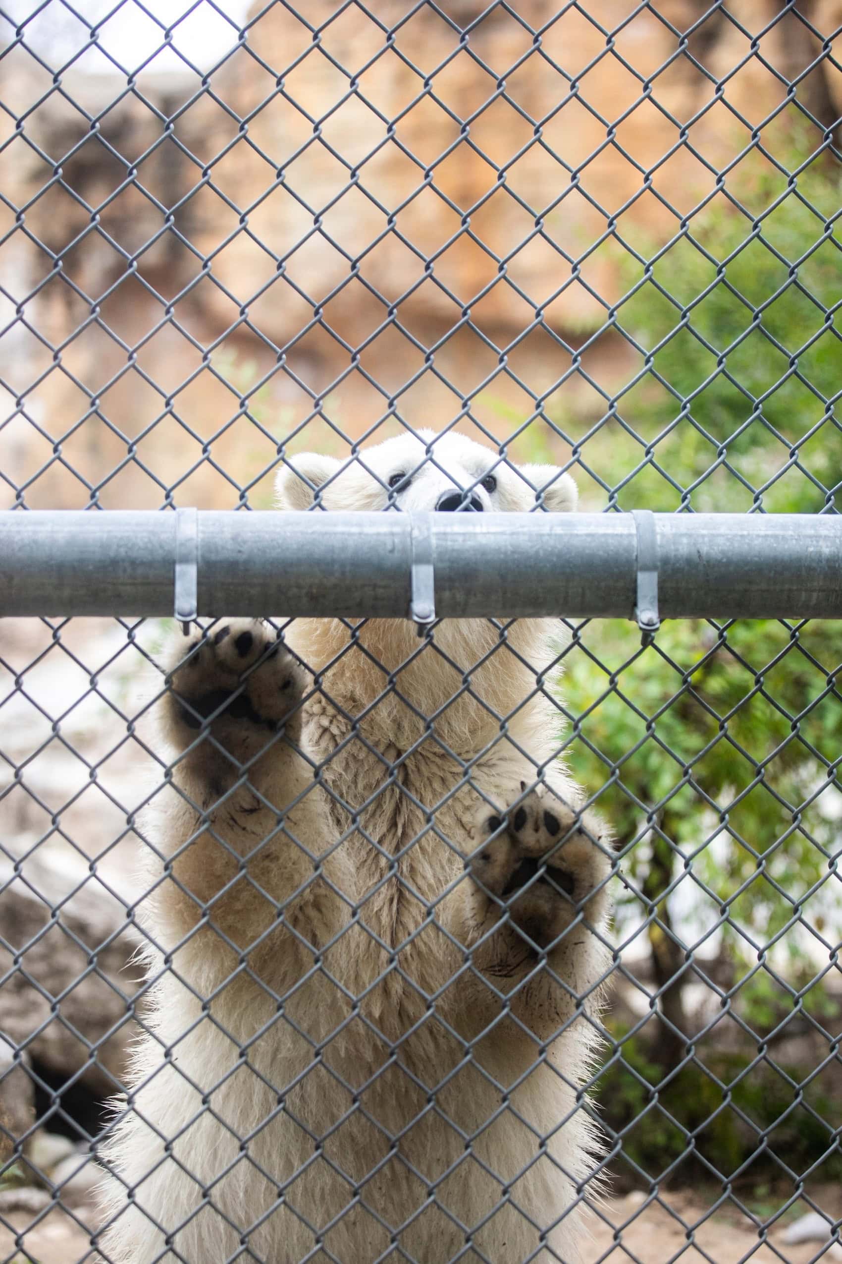 a baby polar bear peaks over a bar in the fence of his enclosure. His little paws rest in the openings of the chainlink.
